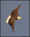 _4SB9031 bald eagle